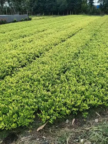 小程序字体游戏有哪些名字